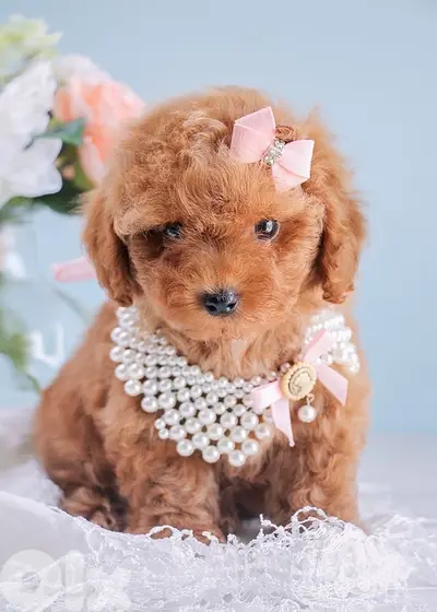REAL SMALL Toy Poodle Puppy in Lebanon! Delivery, Dog, كلاب جرو كلب