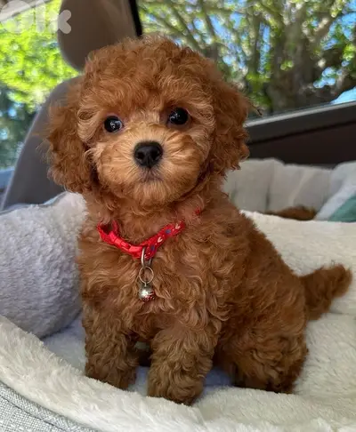 REAL SMALL Toy Poodle Puppy in Lebanon! Delivery, Dog, كلاب جرو كلب