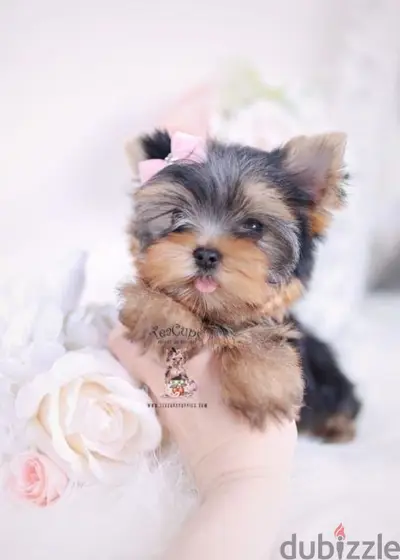 Yorkshire puppies available pure breed dog delivery