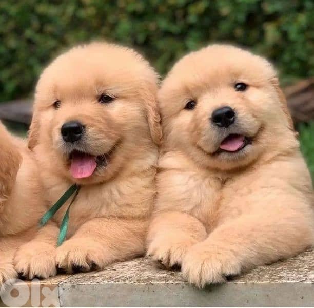 Golden Retriever Puppies Available Pure breed Dog 0