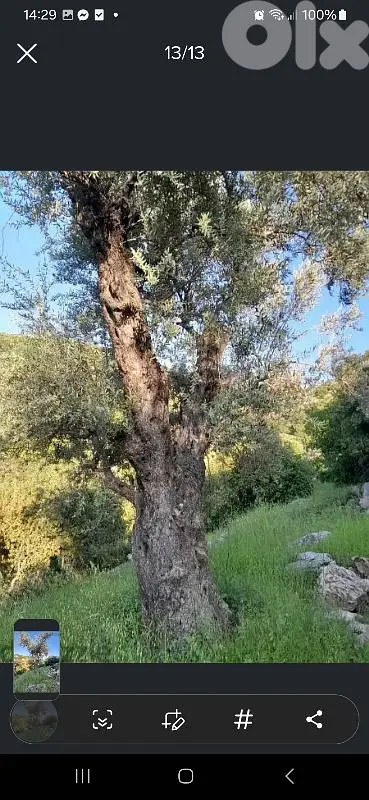 ارض للبيع في حاصبيا land for sale in hasbaya