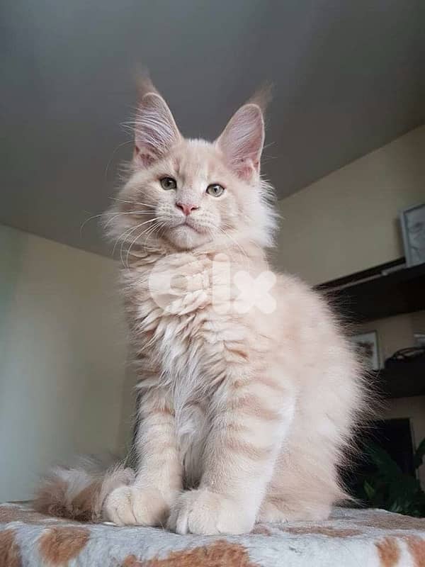 Mainecoon Cream Imported 0