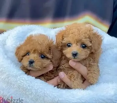 toy poodle puppy imported   Small