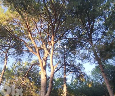 Shammis Neighborhood | Land for sale in Baabdat
