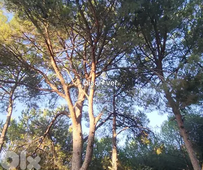 Shammis Neighborhood | Land for sale in Baabdat