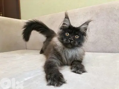 Imported  Mainecoon Kitten Delivery