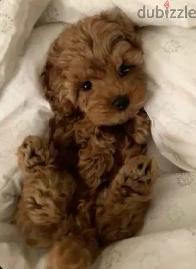 Imported Smallest Brown Maltipoo
