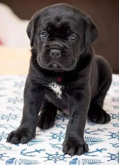 Cane Corso Pure Breed Available/ dog كلاب