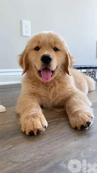 Golden Retriever Pure Puppies/ Available Delivery dog كلاب