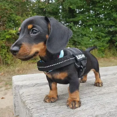 Dushchunds Black & Tan Puppies Available in Store Dushchunds Black & Tan Puppies Available in Store