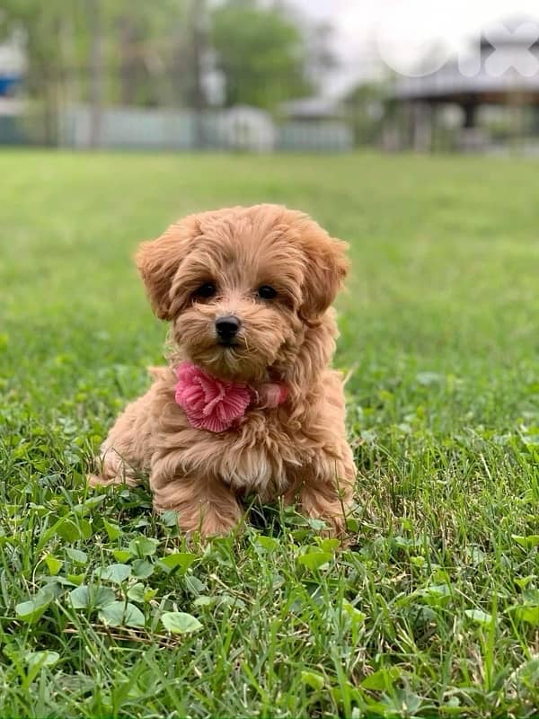Maltipoo Imported puppy 0
