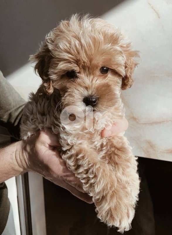 Imported Mini Goldendoodle puppy cutie 0