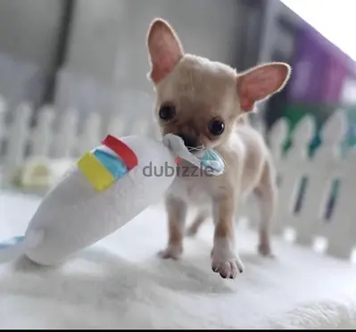 Adorable Chihuahua puppy available in our shop! DELIVERY dog كلاب