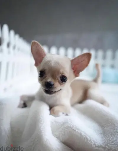 Cute Chihuahua puppy available in our shop! DELIVERY dog كلاب