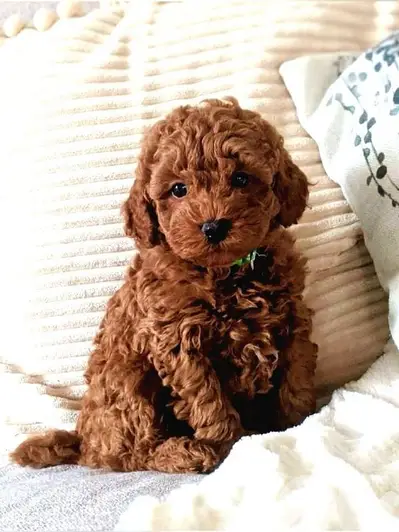 Red Poodle Puppies Available/ dog كلاب