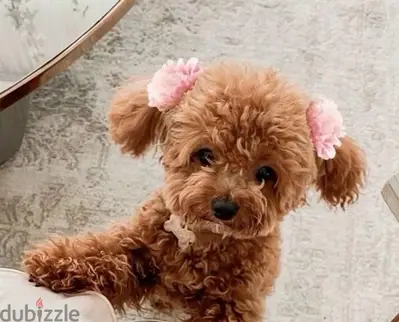 The one & only REAL TOY SIZE pure breed Poodle Puppy/Dog/كلب