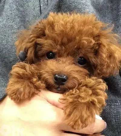 The one & only TEACUP Poodle Puppy/Dog/كلب