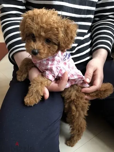The one & only REAL TOY SIZE pure breed Poodle Puppy/Dog/كلب