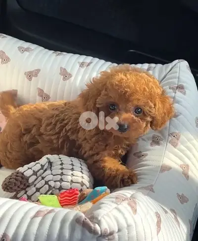 Imported Red brown Toy Poodle puppy STAYS SMALL Delivery Dog كلاب