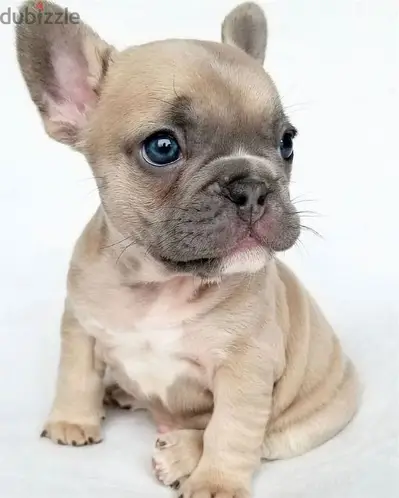 French Bulldog High Quality Puppies/ dog كلاب French Bulldog High Quality Puppies/ dog كلاب