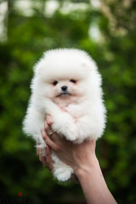 Pomeranian Imported/ White Puppy/ dog كلاب 0
