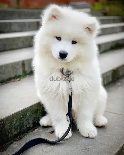 Pure white Samoyed Puppy Delivery/ كلب