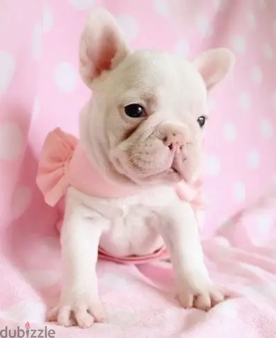 French Bulld Isabelle light cream color imported Dog Delivery كلب كلاب