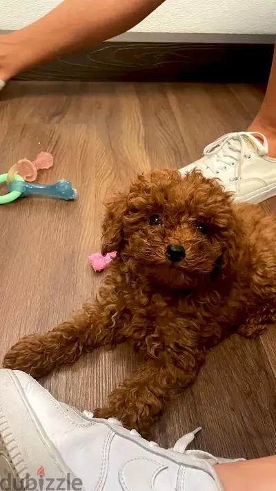 Toy poodle puppies available/dog/imported/delivery/in store Toy poodle puppies available/dog/imported/delivery/in store