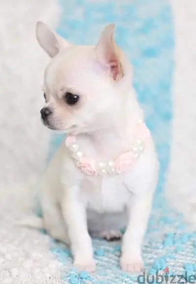 Tea Cup Chihuahua Puppy - Available in Store -Dog - Delivery