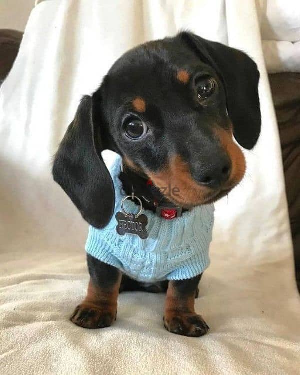 Dachshunds Black & Tan Puppies Available/Dog/كلاب/Imported/Delivery 0