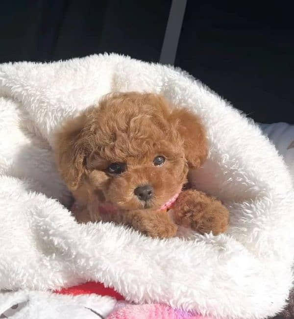 Poodle Puppies Available/High Quality/Dog/كلاب/Delivery 0