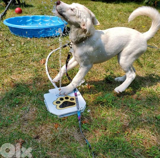 Outdoor automatic step on drinking fountain for dogs 1