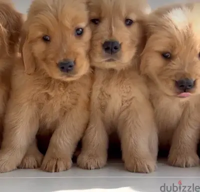 Golden Retriever Brown puppy