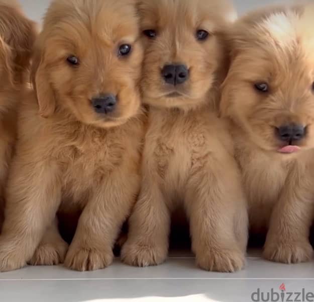 Golden Retriever Brown puppy 0