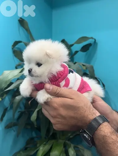 Teacup Pomeranian spitz puppy pure breed dog كلاب DELIVERY AVAILABLE