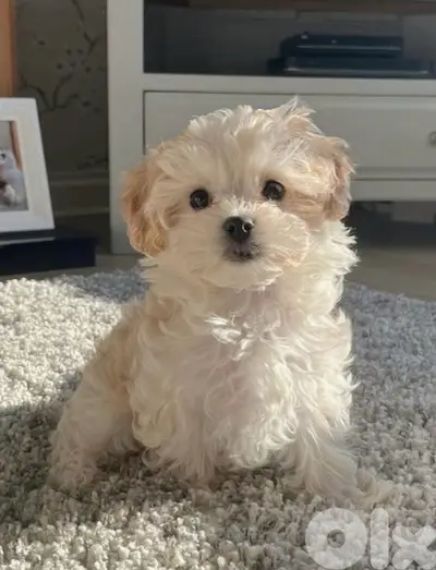 Maltipoo puppy imported pure breed light cream color Dog Delivery كلب
