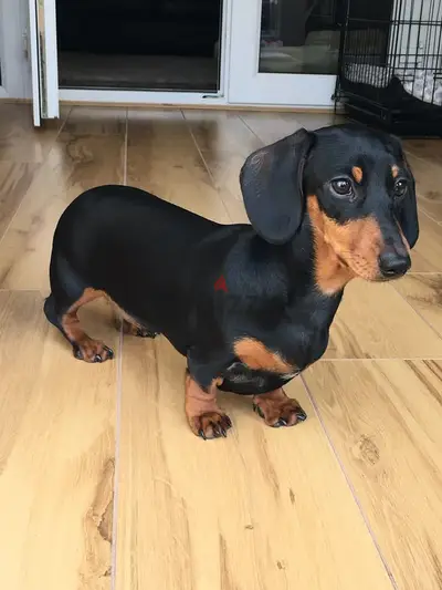 Imported Dachshund Puppy/ dog كلاب