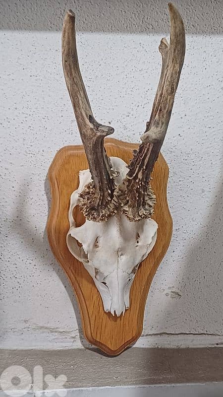 antique 0