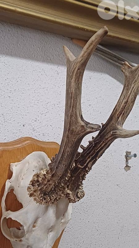 antique 6