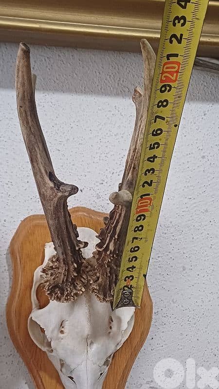 antique 12