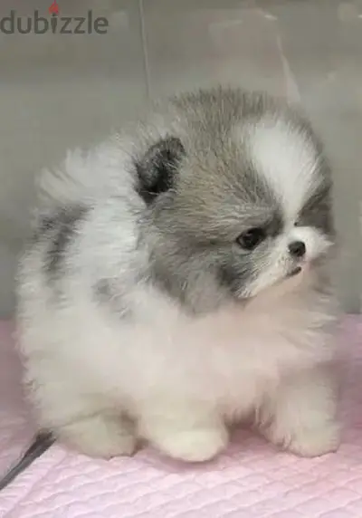 Teacup Pomeranian puppy Bicolor pure breed delivery كلاب