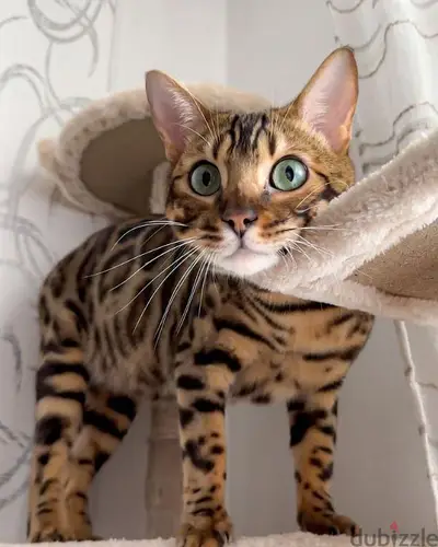 Exotic Bengal Kittens / Imported/ Pure Breed/ Cat قطط