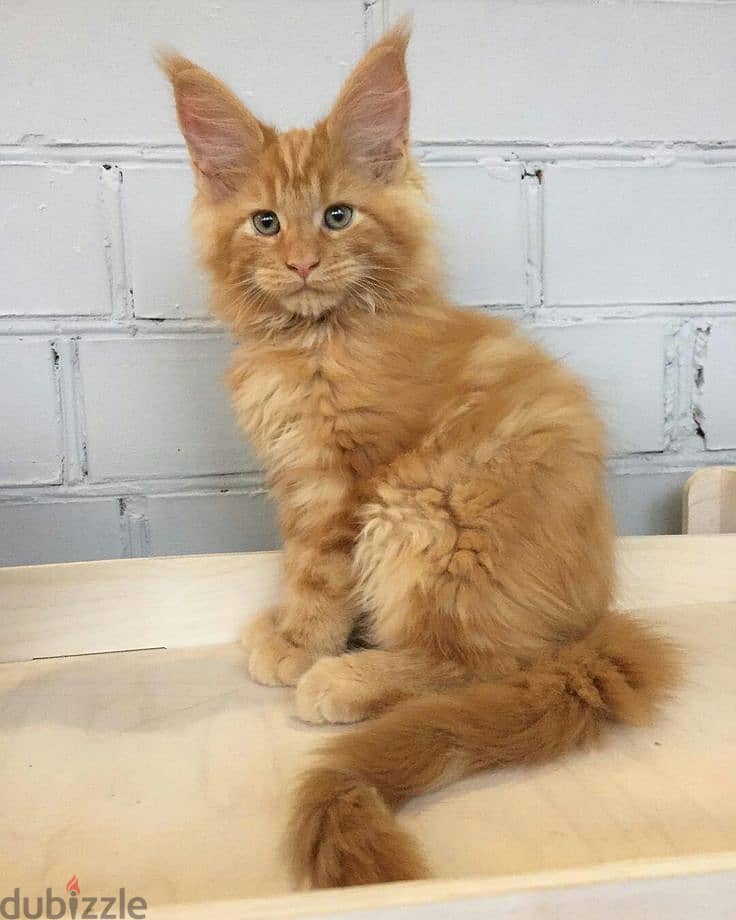 Maine Coon Orange Kitten 0
