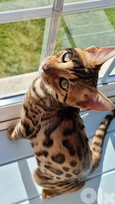 Unique Bengal kitten pure breed Cat Delivery قطط