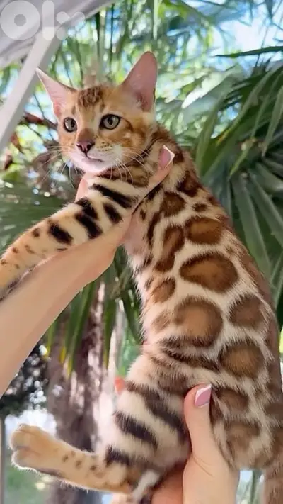 Beautiful Bengal kitten AVAILABLE IN STORE pure breed Cat Delivery قطط