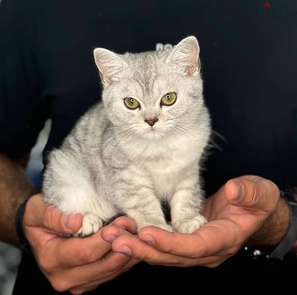 Cutest Imported British Silver Chinchilla kitten Cat Delivery قطط 0