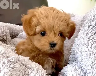 STAYS SMALL IMPORTED Toy Maltipoo puppy pure Dog Delivery كلب كلاب