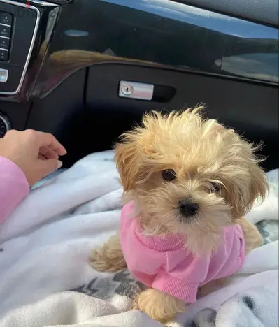 Fluffy Maltipoo Puppies Available Imported High Quality Dog Delivery