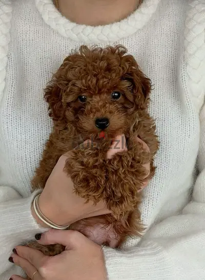 Elegant Poodle Puppies Imported Available in store Delivery Dog