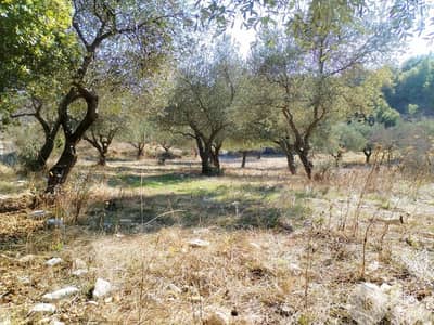 أرض مزروعة زيتون صالحة للبناء ٢٥/٥٠ Land for sale in mechmech